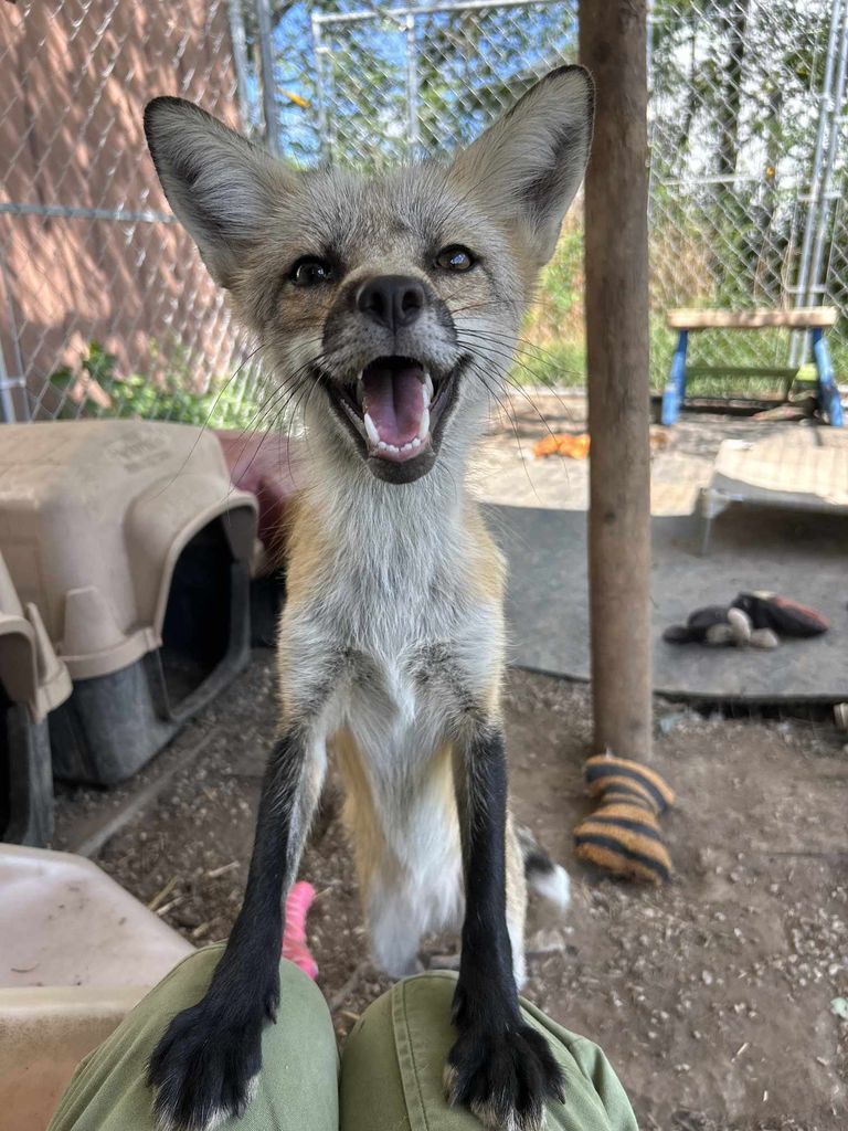 Rescued fox in permanent sanctuary care